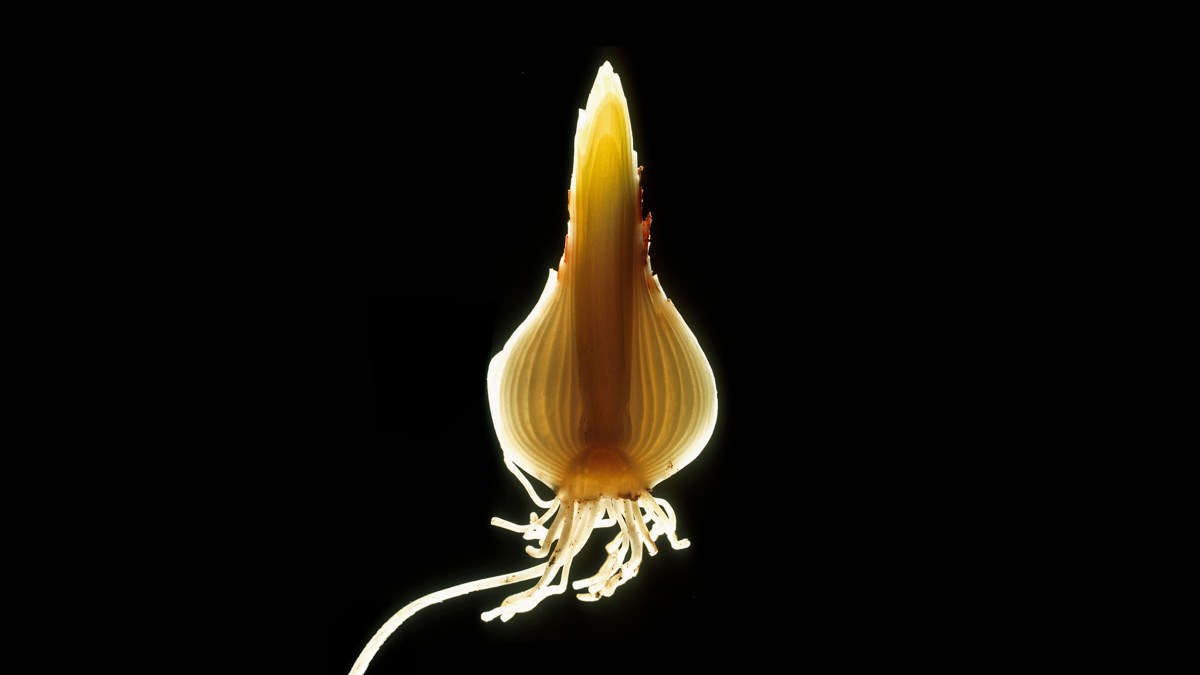 A sliced onion bulb with roots and stem, illuminated from behind and set against a black background, resembles the delicate layers of daffodils in bloom.