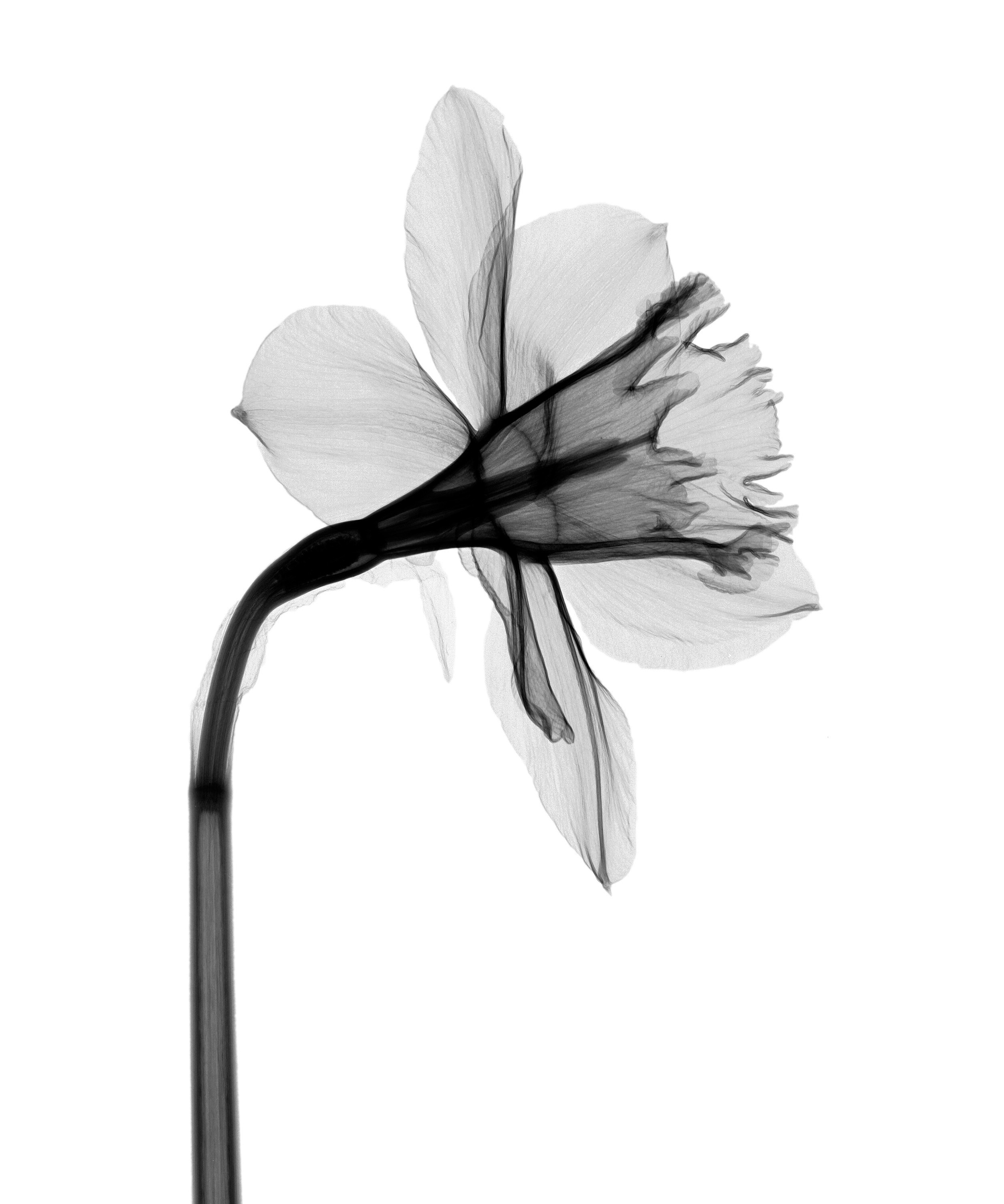 X-ray image of a single daffodil flower, revealing the intricate internal structure of daffodils&mdash;the petals, stem, and reproductive parts&mdash;set against a white background.