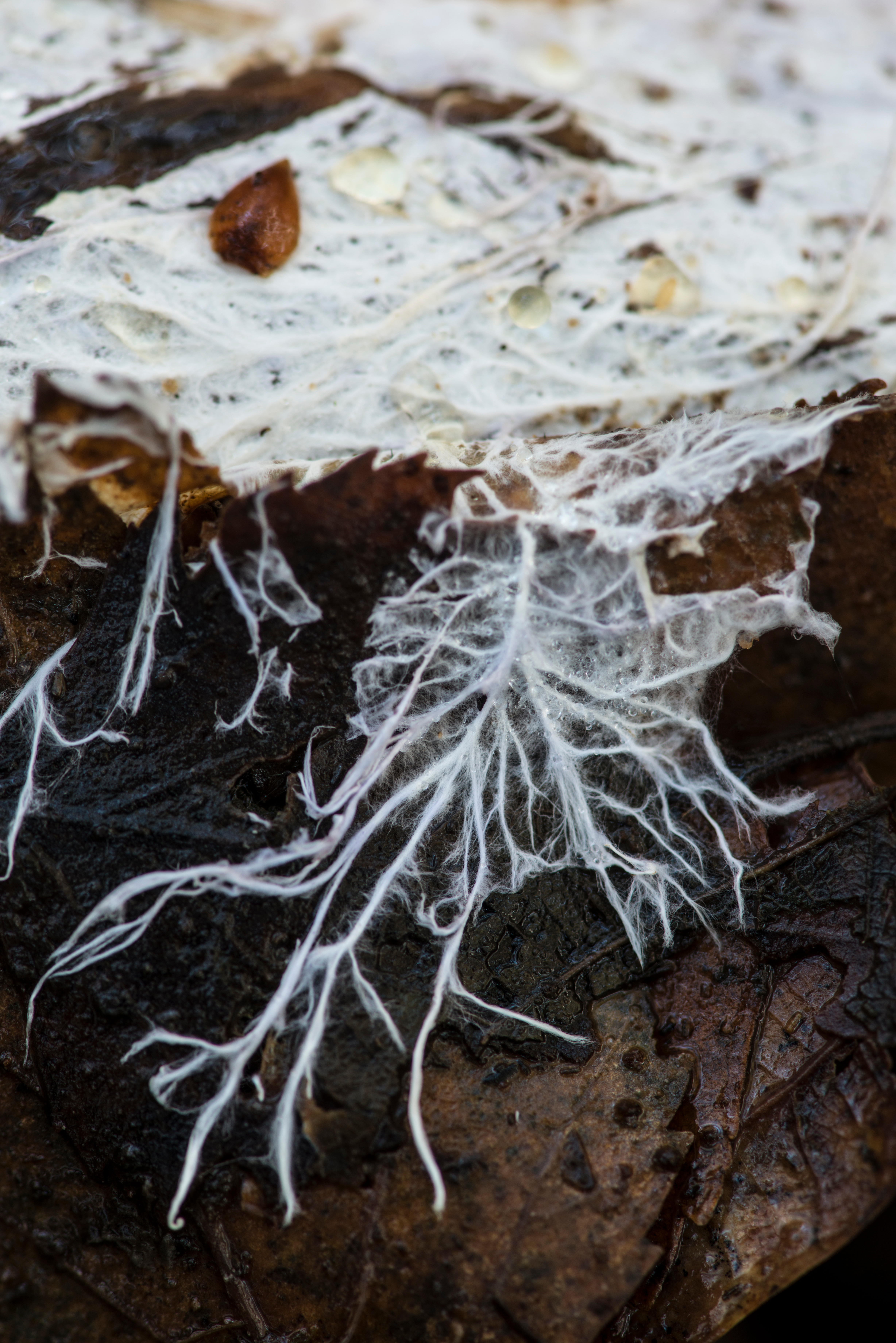 Close-up of white fungal mycelium spreading across a damp brown leaf, with textured organic surface in the background&mdash;an intricate display of fungi at work.