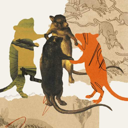 Three illustrated rats in different colors stand upright together, surrounded by sketches and diagrams of rats, fencing patterns, and hints of rat survival strategies in the background.