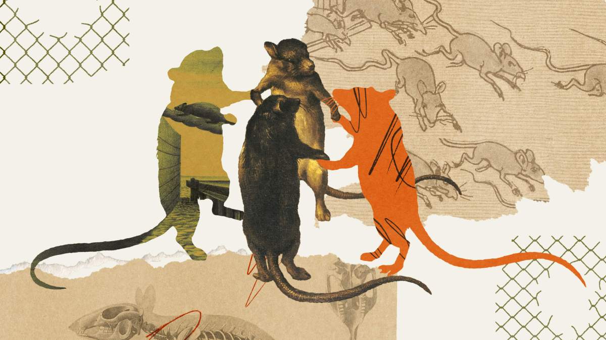 Three illustrated rats in different colors stand upright together, surrounded by sketches and diagrams of rats, fencing patterns, and hints of rat survival strategies in the background.