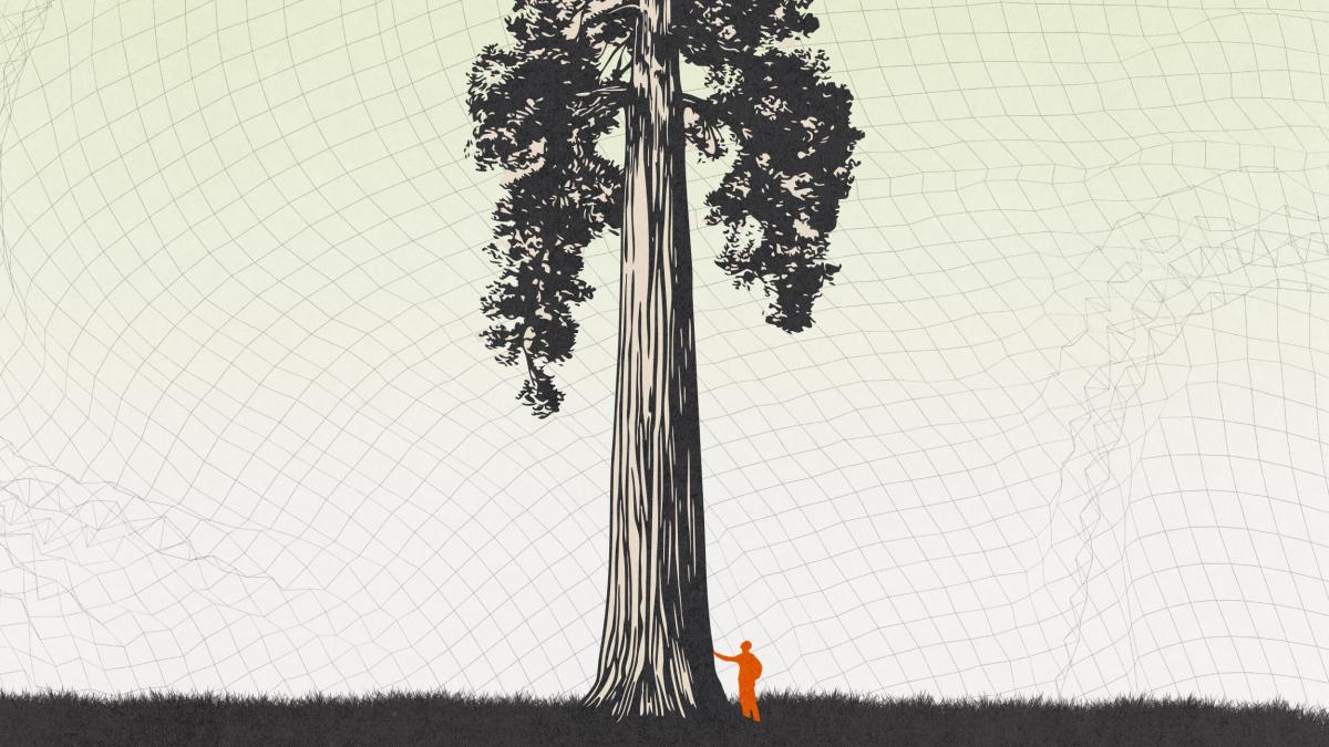 A small human figure stands at the base of a very tall tree, emphasizing the tree’s large size against a background with faint grid lines.