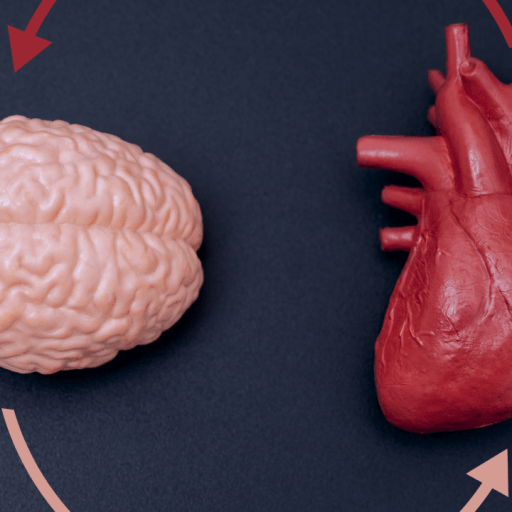 A model of a human brain and a heart are shown side by side, connected by circular arrows indicating a relationship or interaction between them.