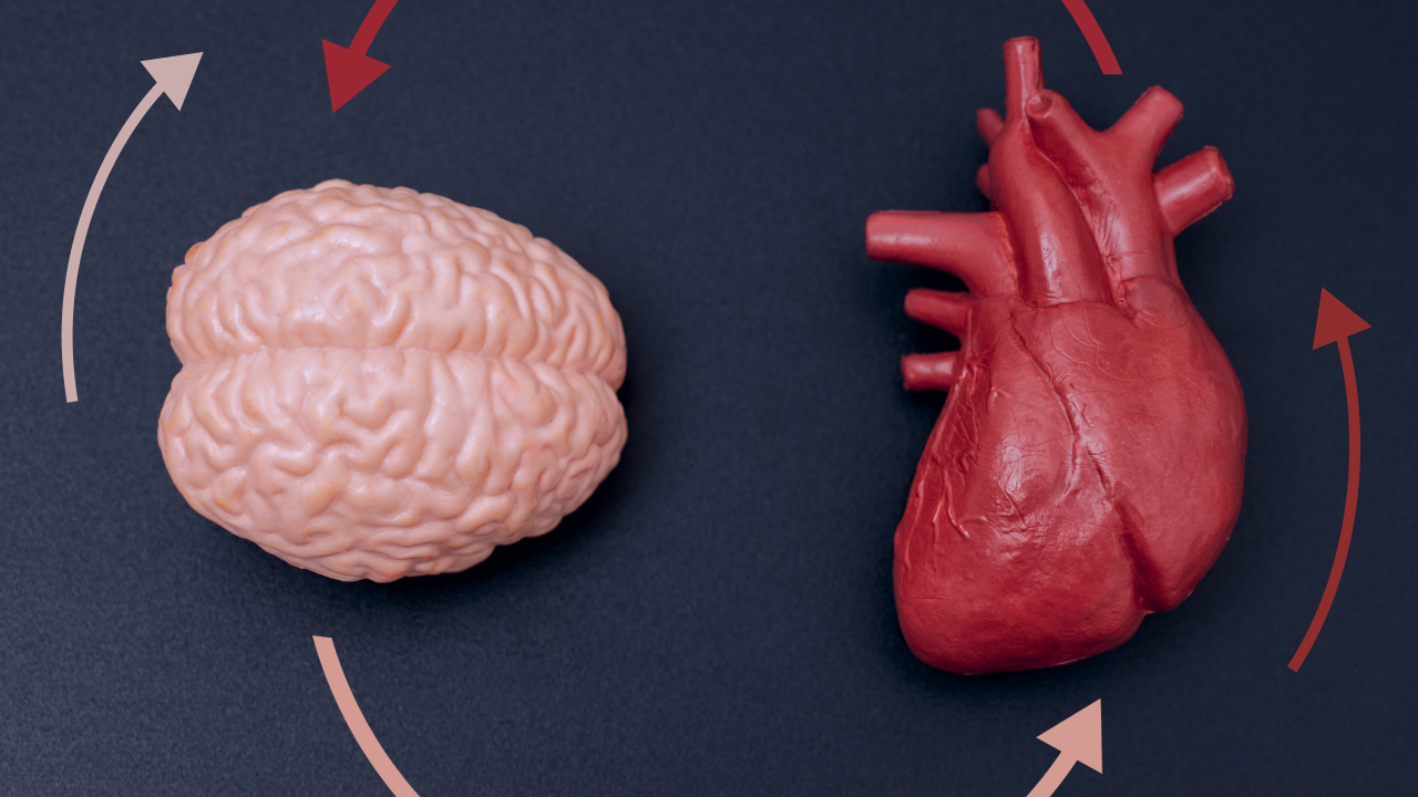 A model of a human brain and a heart are shown side by side, connected by circular arrows indicating a relationship or interaction between them.