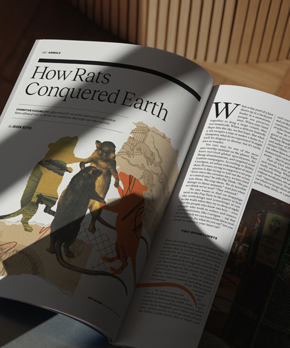 An open magazine shows an article titled "How Rats Conquered Earth" with illustrations of rats and a decorative layout under natural light.